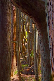 Davy Mellado, Tree Maze